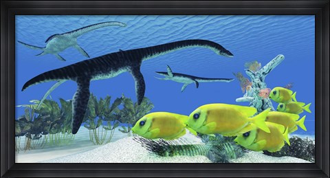 Framed school of Lemonpeel Angelfish swim by Plesiosaurus dinosaurs Print