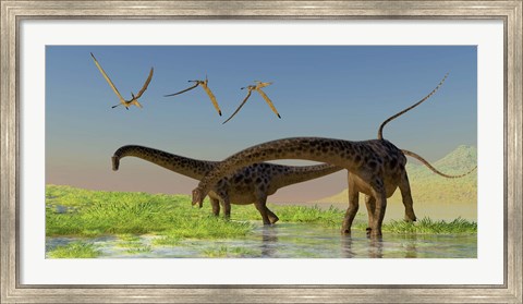 Framed flock of Pterosaur birds fly over two Diplodocus dinosaurs Print