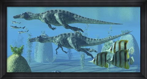 Framed Two Suchomimus dinosaurs search for big fish prey underwater Print