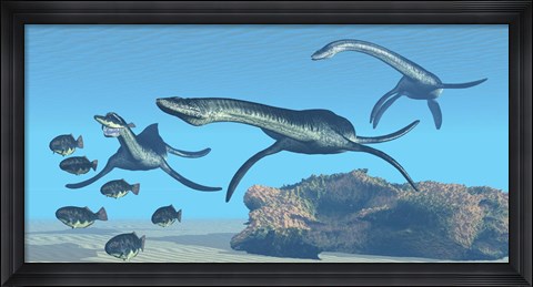 Framed Plesiosaurus dinosaurs hunt a school of Dapedius fish Print