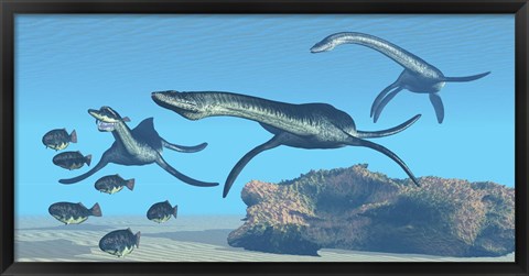 Framed Plesiosaurus dinosaurs hunt a school of Dapedius fish Print