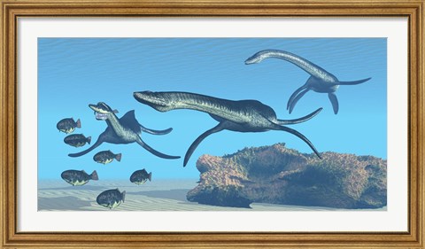 Framed Plesiosaurus dinosaurs hunt a school of Dapedius fish Print