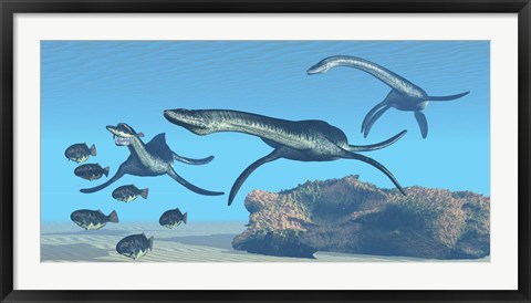 Framed Plesiosaurus dinosaurs hunt a school of Dapedius fish Print