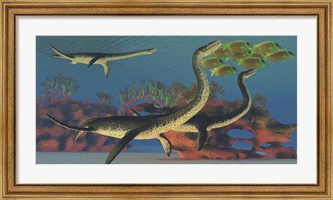 Framed Plesiosaurus dinosaurs chase a school of Lemonpeel Angelfish Print