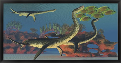 Framed Plesiosaurus dinosaurs chase a school of Lemonpeel Angelfish Print