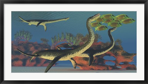 Framed Plesiosaurus dinosaurs chase a school of Lemonpeel Angelfish Print