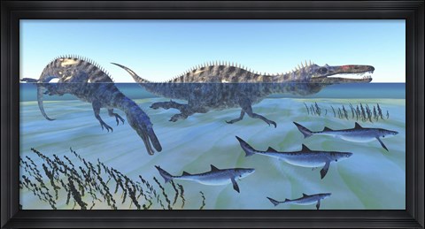 Framed Two Suchomimus dinosaurs hunting small sharks Print
