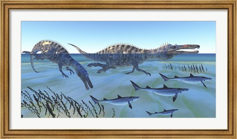 Framed Two Suchomimus dinosaurs hunting small sharks Print