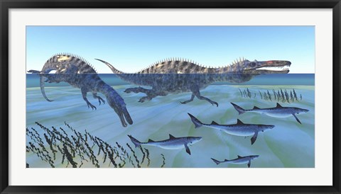 Framed Two Suchomimus dinosaurs hunting small sharks Print