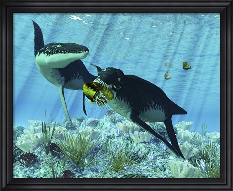 Framed Liopleurodon eating an ammonite Print