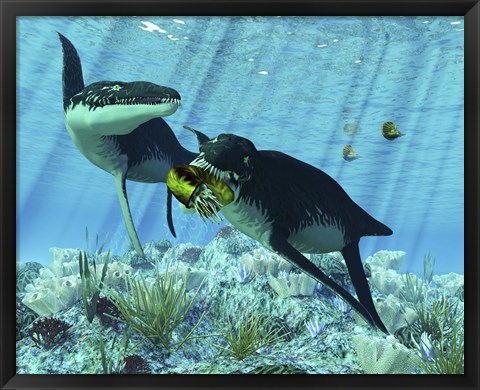 Framed Liopleurodon eating an ammonite Print