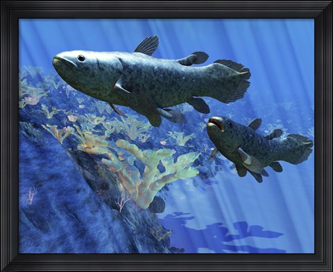 Framed Two Coelacanth fish swimming undersea Print