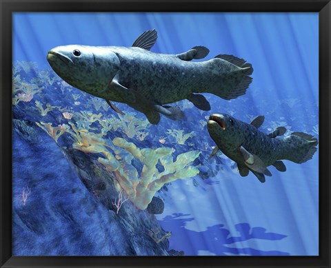 Framed Two Coelacanth fish swimming undersea Print