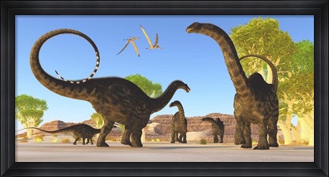 Framed Herd of Apatosaurus dinosaurs wander through a prehistoric forest Print