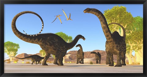 Framed Herd of Apatosaurus dinosaurs wander through a prehistoric forest Print