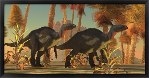 Framed Camptosaurus dinosaurs wander through a prehistoric jungle Print