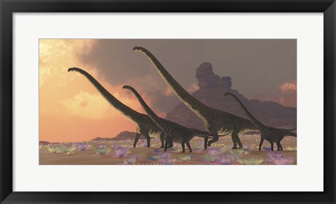Framed family of Mamenchisaurus dinosaurs Print