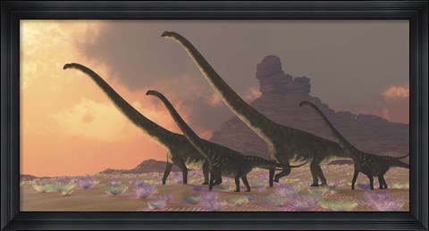 Framed family of Mamenchisaurus dinosaurs Print
