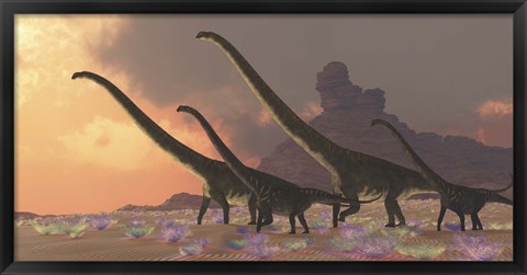 Framed family of Mamenchisaurus dinosaurs Print