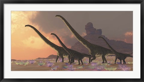 Framed family of Mamenchisaurus dinosaurs Print