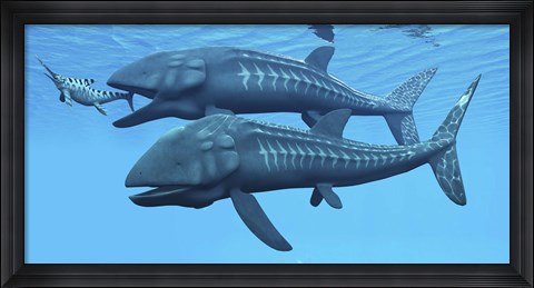 Framed Leedsichthys fish about to swallow an Ichthyosaurus marine reptile Print