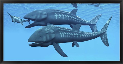 Framed Leedsichthys fish about to swallow an Ichthyosaurus marine reptile Print