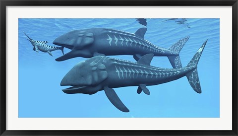 Framed Leedsichthys fish about to swallow an Ichthyosaurus marine reptile Print