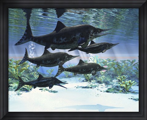 Framed group of Ichthyosaurs swimming in prehistoric waters Print