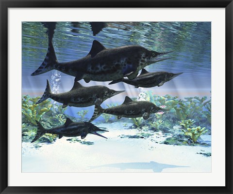 Framed group of Ichthyosaurs swimming in prehistoric waters Print