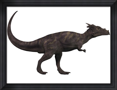 Framed Dracorex, a herbivorous dinosaur from the Cretaceous period Print
