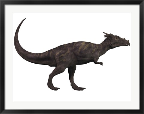 Framed Dracorex, a herbivorous dinosaur from the Cretaceous period Print