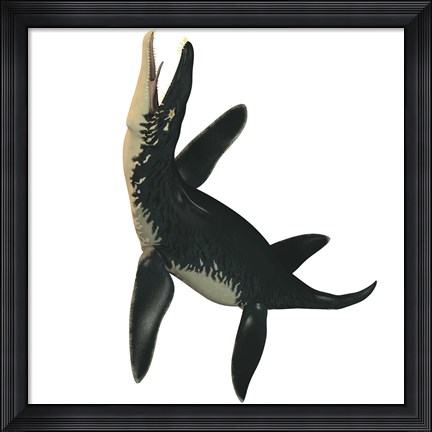 Framed Liopleurodon, a large carnivorous marine reptile Print