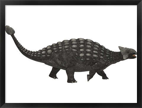 Framed Ankylosaurus, an armored dinosaur from the Cretaceous Period Print