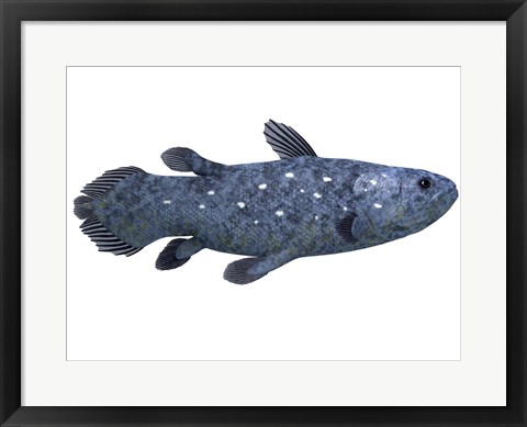 Framed Coelacanth fish against white background Print