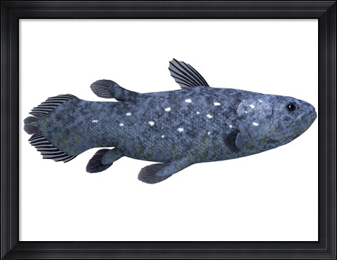Framed Coelacanth fish against white background Print