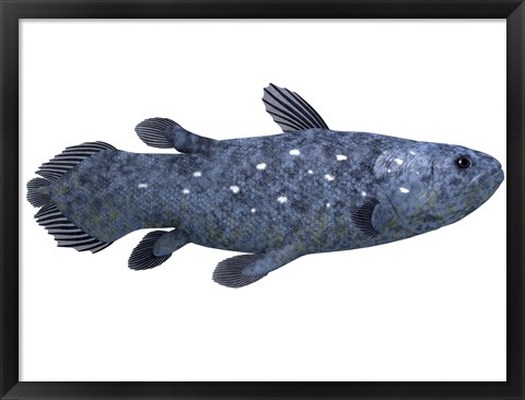 Framed Coelacanth fish against white background Print