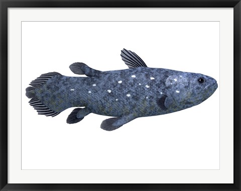 Framed Coelacanth fish against white background Print