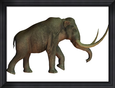 Framed Columbian mammoth, an extinct species of elephant Print