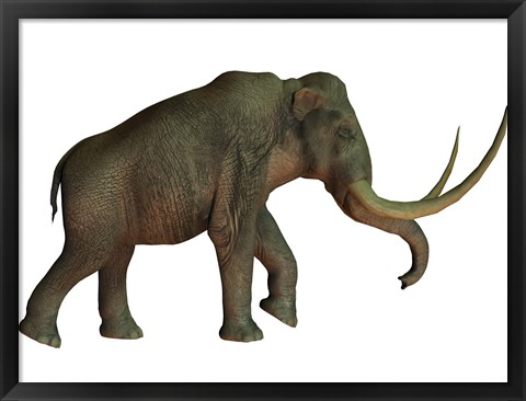 Framed Columbian mammoth, an extinct species of elephant Print