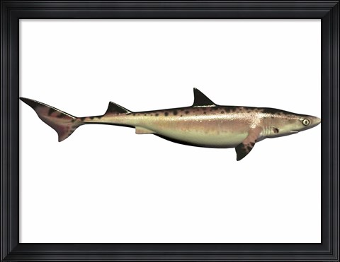 Framed Priohybodus, an extinct shark species from the Cretaceous Period Print