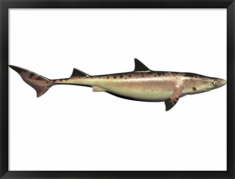 Framed Priohybodus, an extinct shark species from the Cretaceous Period Print