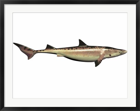 Framed Priohybodus, an extinct shark species from the Cretaceous Period Print