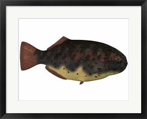 Framed Dapedius, an extinct species of primitive ray-finned fish Print