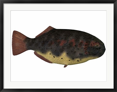 Framed Dapedius, an extinct species of primitive ray-finned fish Print