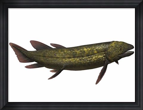 Framed Dipterus, an extinct genus of freshwater lungfish Print