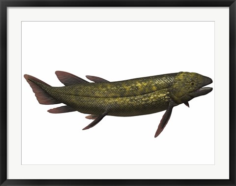 Framed Dipterus, an extinct genus of freshwater lungfish Print