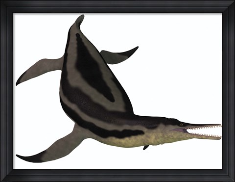 Framed Dolichorhynchops, an extinct genus of short-neck Plesiosaur Print