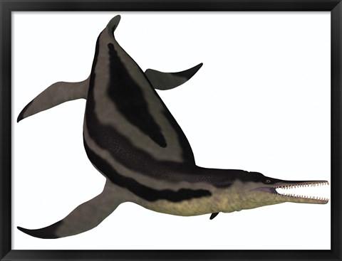 Framed Dolichorhynchops, an extinct genus of short-neck Plesiosaur Print