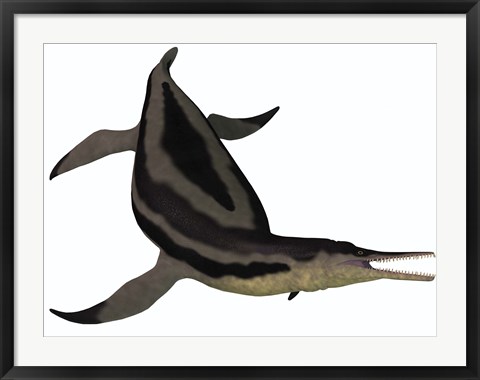 Framed Dolichorhynchops, an extinct genus of short-neck Plesiosaur Print