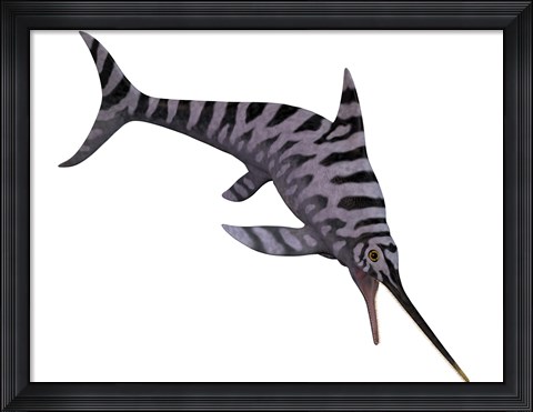 Framed Eurhinosaurus, an extinct genus of ichthyosaur Print